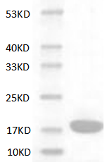 Mouse IL-1α protein