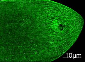 Myosin Heavy Chain Monoclonal Antibody