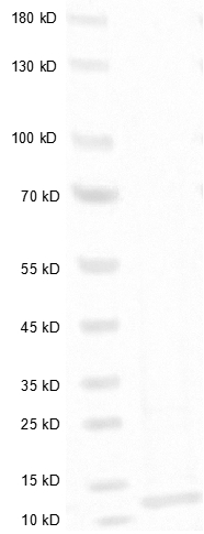 Vibriocholerae Toxin B Protein