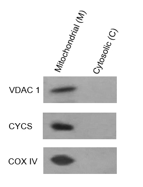 ExKine™ Mitochondrion Extraction Kit (Cultured Cells)