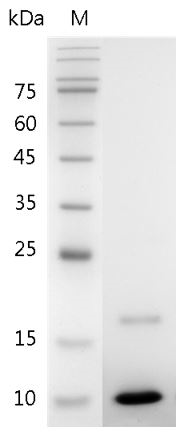 Mouse IGF-1 protein