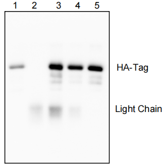 IPKine™ Anti-HA Magnetic IP Kit