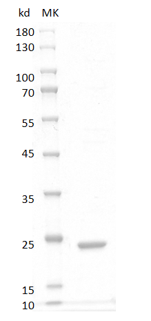 Rat IL-6 Protein