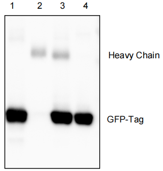 IPKine™ Anti-GFP Magnetic IP Kit