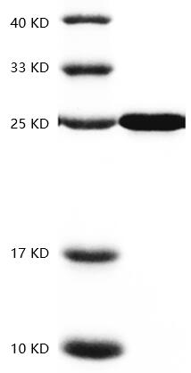 Human CNTF protein