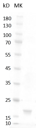 Mouse SCF Protein