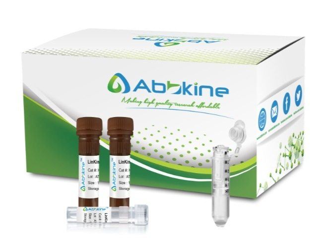 LinKine™ AbFluor™ 488 Labeling Kit (Optimized for samples with molecular weight of 6 KD to 20 KD)