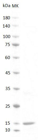 Human BMP-9/GDF2 protein, S tag