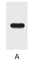 Anti-Strep-Tag II Monoclonal Antibody (8C12)