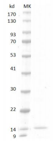 Human BMP-7 Protein